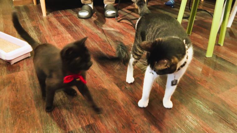 皆生温泉街にある保護猫カフェ「Kuro」11匹の猫に囲まれる癒しの時間が過ごせた｜米子市