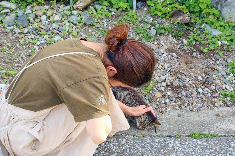 深島のねこ