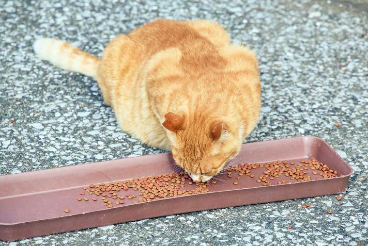 深島のねこ