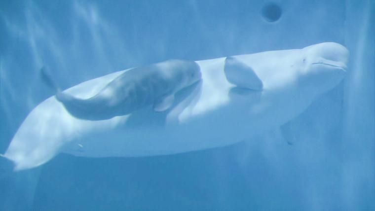 島根県浜田市の水族館にシロイルカの赤ちゃん誕生！親子で寄り添って泳ぐ可愛い姿に癒される♪