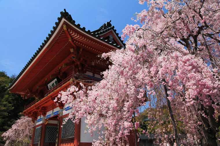 勝尾寺の桜
