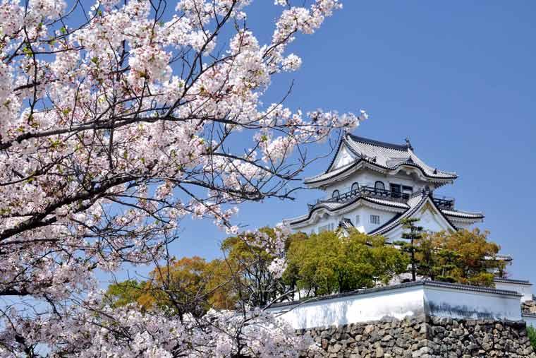 岸和田城の桜