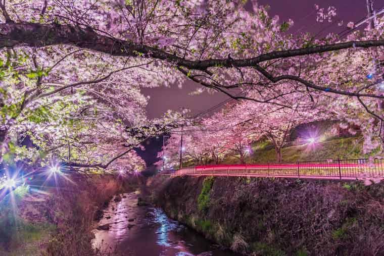 21年大阪桜の名所 お花見スポット16選 桜まつり ライトアップは中止も 楽天トラベル