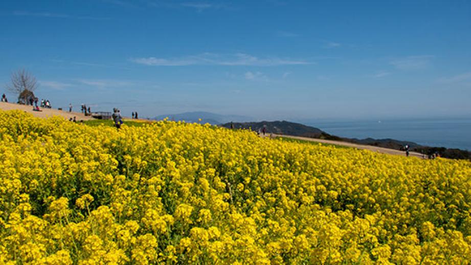 大阪 関西の3月におすすめ観光スポット 梅や花畑の絶景 イベント情報も 楽天トラベル