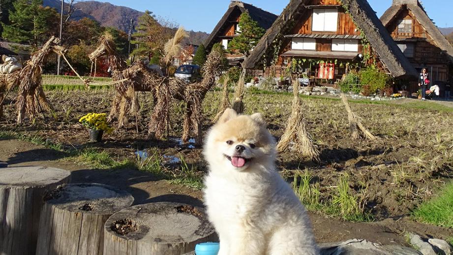 ペットと旅行を満喫！プロが選ぶ愛犬と行きたい日本の世界遺産5選