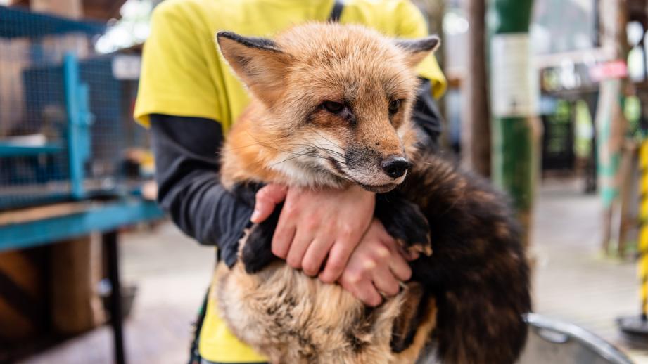 もふもふキツネに癒される！冬に行きたい「宮城蔵王キツネ村」 【楽天