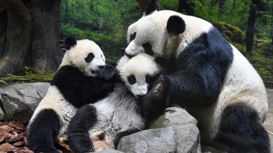 東京 上野動物園で双子パンダの赤ちゃん公開再開 かわいい様子や観覧方法をご紹介 楽天トラベル