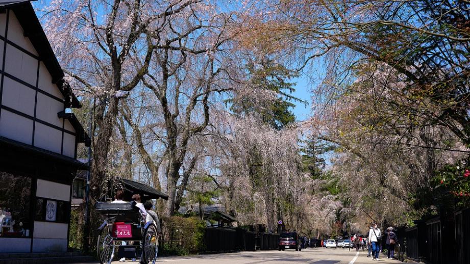 秋田県角館の武家屋敷通りを歩いてめぐる観光コース！四季の移ろいとともに楽しむ