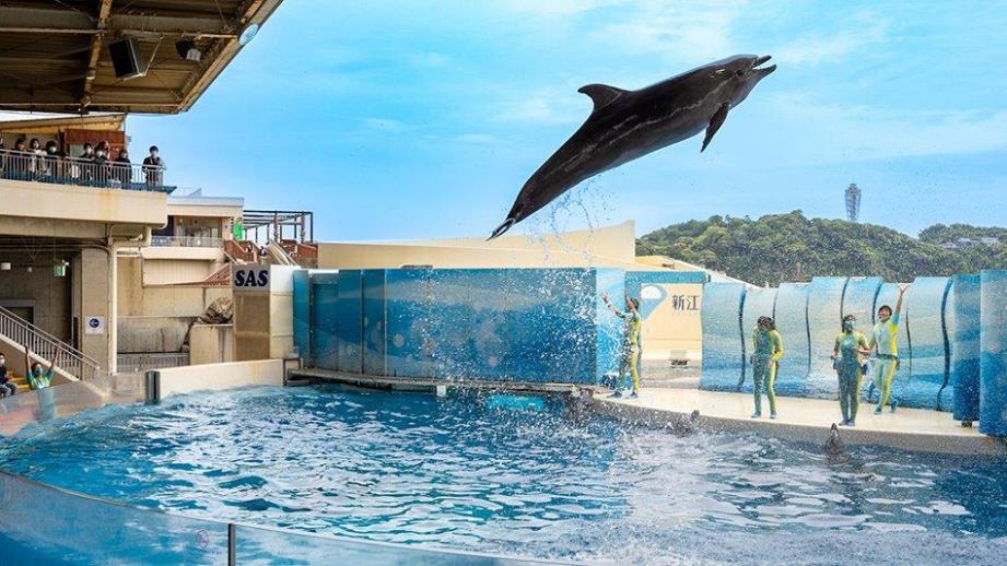 新江ノ島水族館の見どころや楽しみ方を徹底ガイド！ おすすめのモデルコースもご紹介