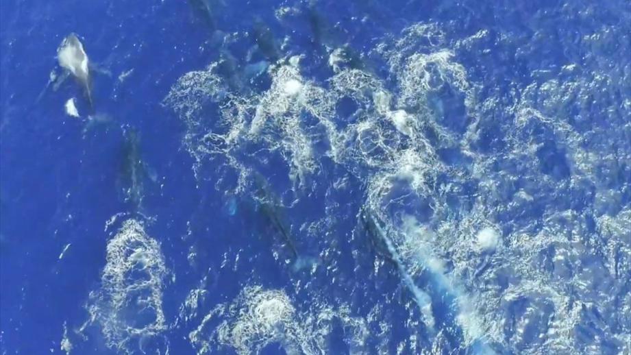 【沖縄】渡嘉敷島の過ごし方（冬篇）一番の魅力は「ケラマブルー」ザトウクジラが見られるホエールウォッチング