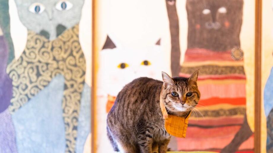 京都の奥座敷・八瀬にある猫好きの聖地へ♪「猫猫寺 開運ミュージアム」