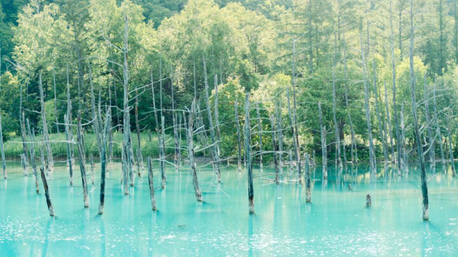 神秘的な美しさ“ビエイブルー”の池♪北海道・美瑛の「白金 青い池」