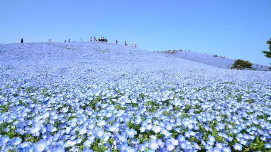 爽やかなブルーのネモフィラに包まれて♪「国営ひたち海浜公園」で楽しむ春の花さんぽ