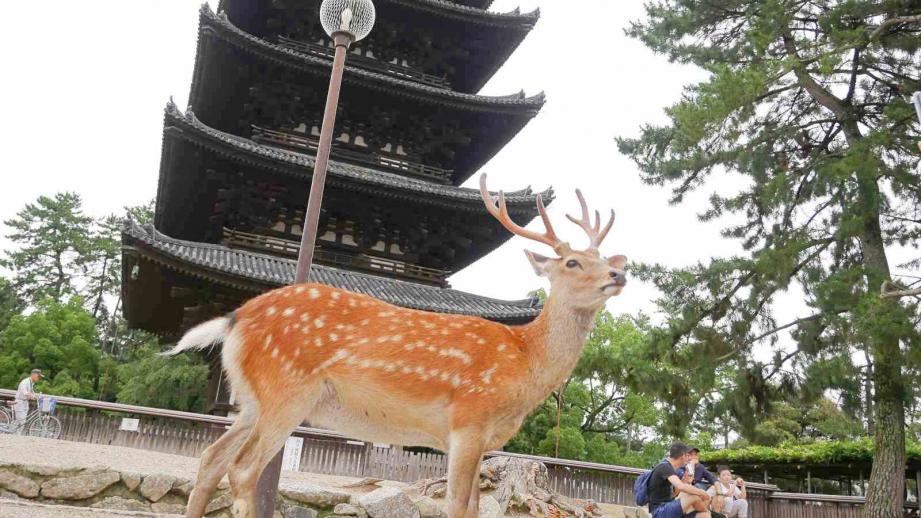 おすすめ奈良公園周遊コース かわいい鹿たちやおいしいグルメに癒される 楽天トラベル