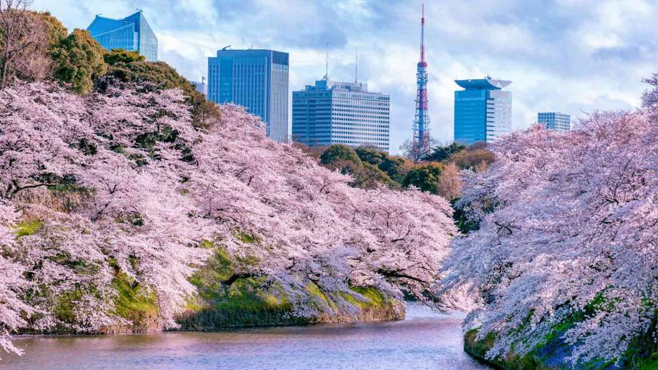 22年 東京の桜名所選 お花見 夜桜ライトアップは中止も 楽天トラベル
