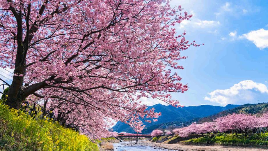 早咲き桜で人気の伊豆・河津桜。河津桜まつり2024情報
