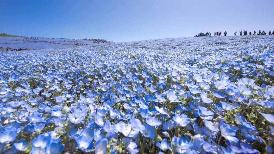 22年 美しい青色の絨毯 全国の絶景ネモフィラ畑16選 楽天トラベル