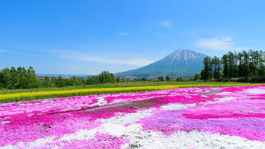 北海道】芝桜の名所11選！ 見頃やイベント情報をご紹介 【楽天トラベル】