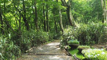 【箱根1泊2日】新緑がまぶしい強羅や仙石原をめぐる小さな旅