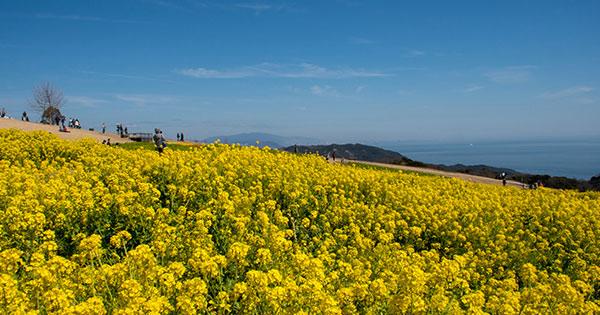 梅や花畑の絶景、イベント情報も！関西の3月におすすめの観光スポット