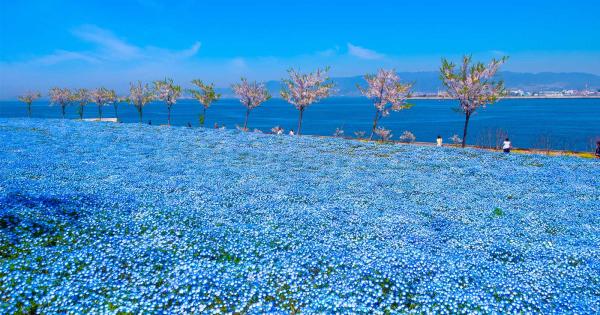 桜やネモフィラ、花の絶景スポットも！関西の4月のおすすめ観光スポット