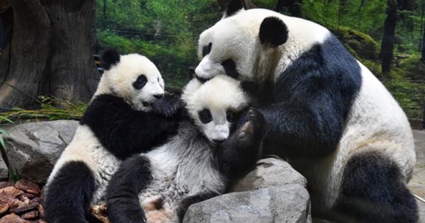 東京・上野動物園で双子パンダの赤ちゃん公開再開！かわいい様子や観覧方法をご紹介