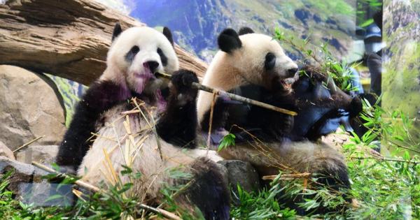 パンダに会いに出かけよう！家族で楽しむ「上野動物園」徹底攻略ガイド