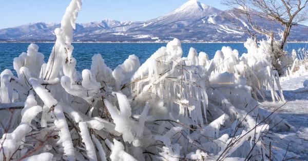 氷の芸術「しぶき氷」と白鳥に魅せられる！冬の猪苗代湖ガイド。会津エリアのおすすめスポットも