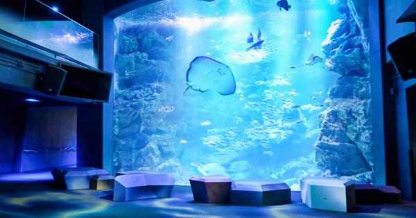 京都水族館最大の水槽「京の海」エリアがリニューアル