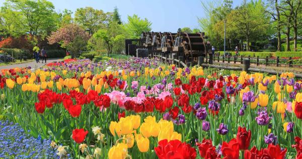 富山に春を告げる「2024となみチューリップフェア」が4月23日から開幕！＜旅して北陸を応援！＞