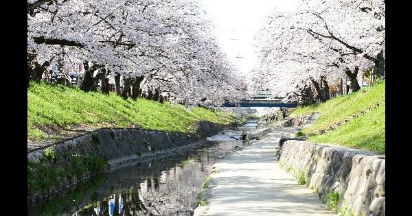長〜い桜のトンネルも！奈良の春のおすすめお出かけスポット