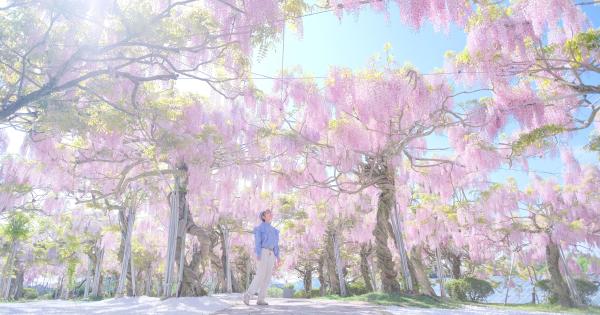 広島県世羅町の花観光農園「せらふじ園」で4月27日から「ふじまつり」が開催