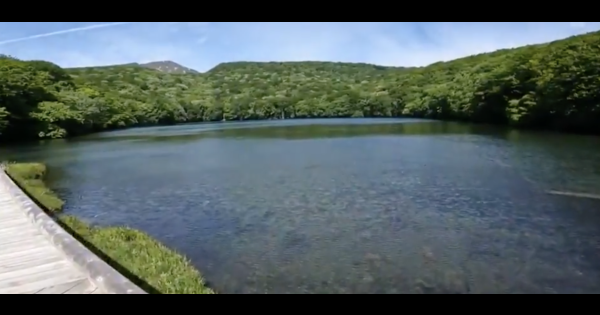 【動画】ブナ原生林が広がる南八甲田の「蔦の七沼」の新緑