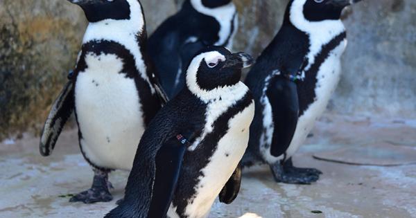 和歌山「アドベンチャーワールド」で約4年ぶりに人気のペンギンパレードが復活