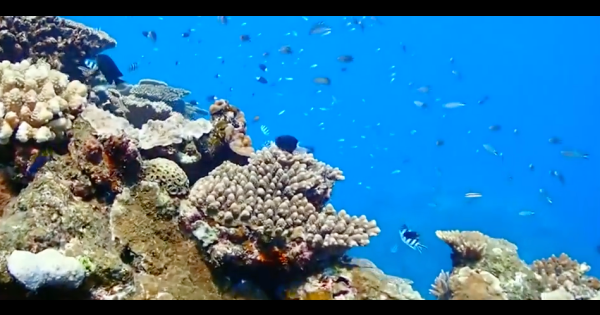 【動画】“宝の海”生物多様性あふれる名護の大浦湾