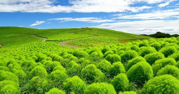 茨城の「国営ひたち海浜公園」に緑コキアのシーズン到来！