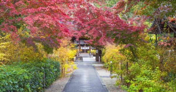 【京都の紅葉さんぽ】森をめぐって京都御苑から下鴨神社へ♪