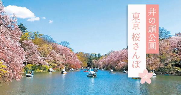 ボートに乗りながらお花見♪「井の頭公園」の桜とスタイルあるカフェめぐり～東京桜さんぽ～