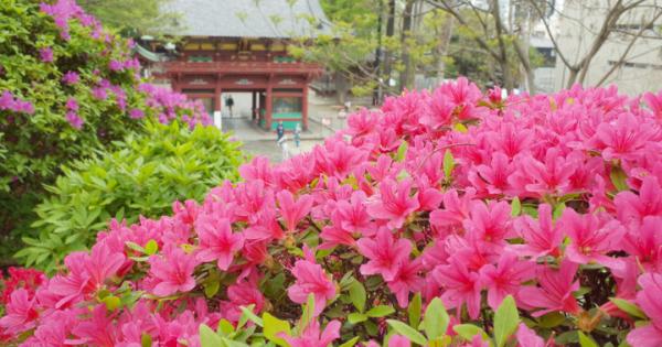 旬の花を見つけに、都内花さんぽ「根津神社つつじまつり」｜編集部レポ