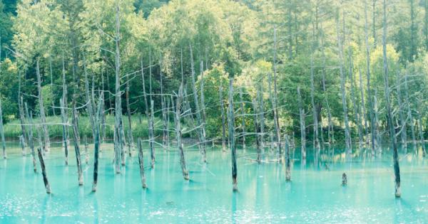 神秘的な美しさ“ビエイブルー”の池♪北海道・美瑛の「白金 青い池」