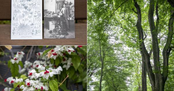 朝ドラにも登場♪ 季節ごとにらんまんの花や木々に出会える「小石川植物園」へ