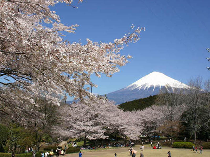 富士山と梅の撮影ポイントで有名な「岩本山公園」