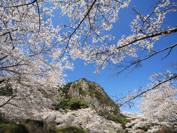 御船山楽園の５０００本の桜※見頃は３月中旬〜４月上旬