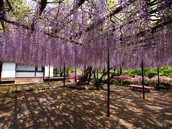 御船山楽園の樹齢１７０年の大藤※見頃は４月下旬〜５月上旬