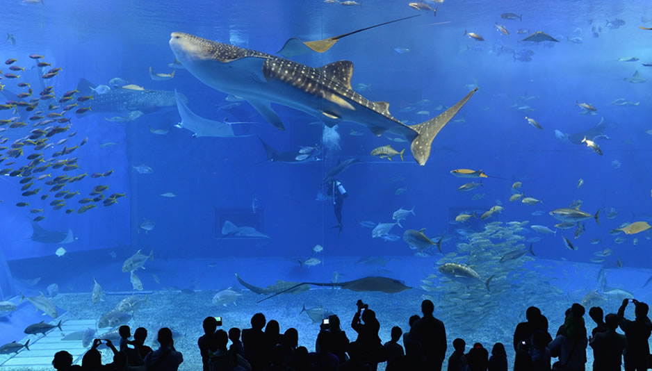 美ら海水族館