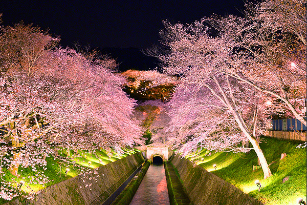 琵琶湖疏水から三井寺への桜