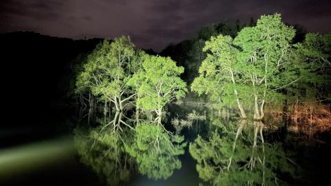 国内外でSNS席巻の2ヶ月限定の映え絶景！山形・白川湖水没林でライトアップ開催